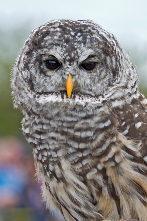 Bard Owl
