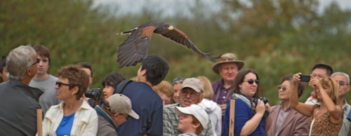 A raptor does a fly by just over the heads of the crowd.