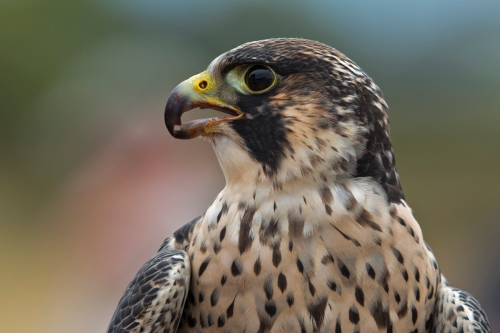 Jet is only a year old but he's been killing prey at the Vancouver International Airport. Jet is a Peregrin Falcon, which is the fastest animal on the plant.